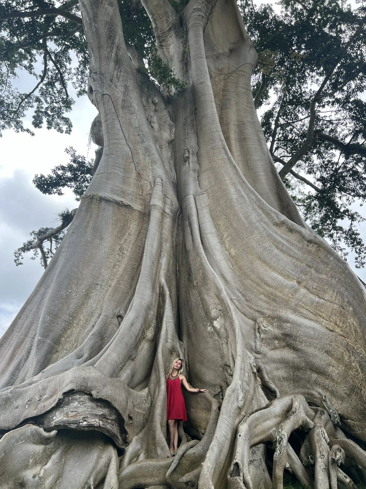 A giant tree with immense roots, a silhouette at its foot giving the scale