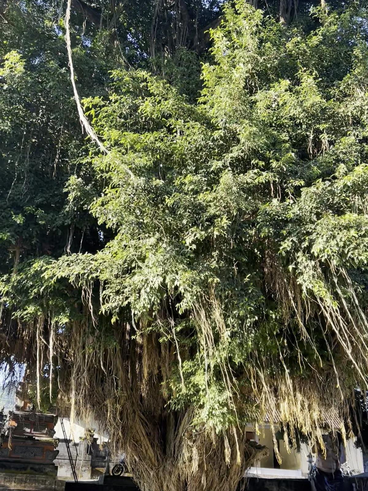 The lush jungle and the roots of a sacred banyan